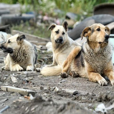 AVVISO PUBBLICO PER MANIFESTAZIONE DI INTERESSE FINALIZZATO ALLA CONSULTAZIONE DI MERCATO CON CONFRONTO COMPETITIVO PER L’AFFIDAMENTO DEL SERVIZIO DI CATTURA, RICOVERO E MANTENIMENTO DEI CANI RANDAGI CATTURARTI NEL TERRITORIO DEL COMUNE DI SAN VITALIANO 